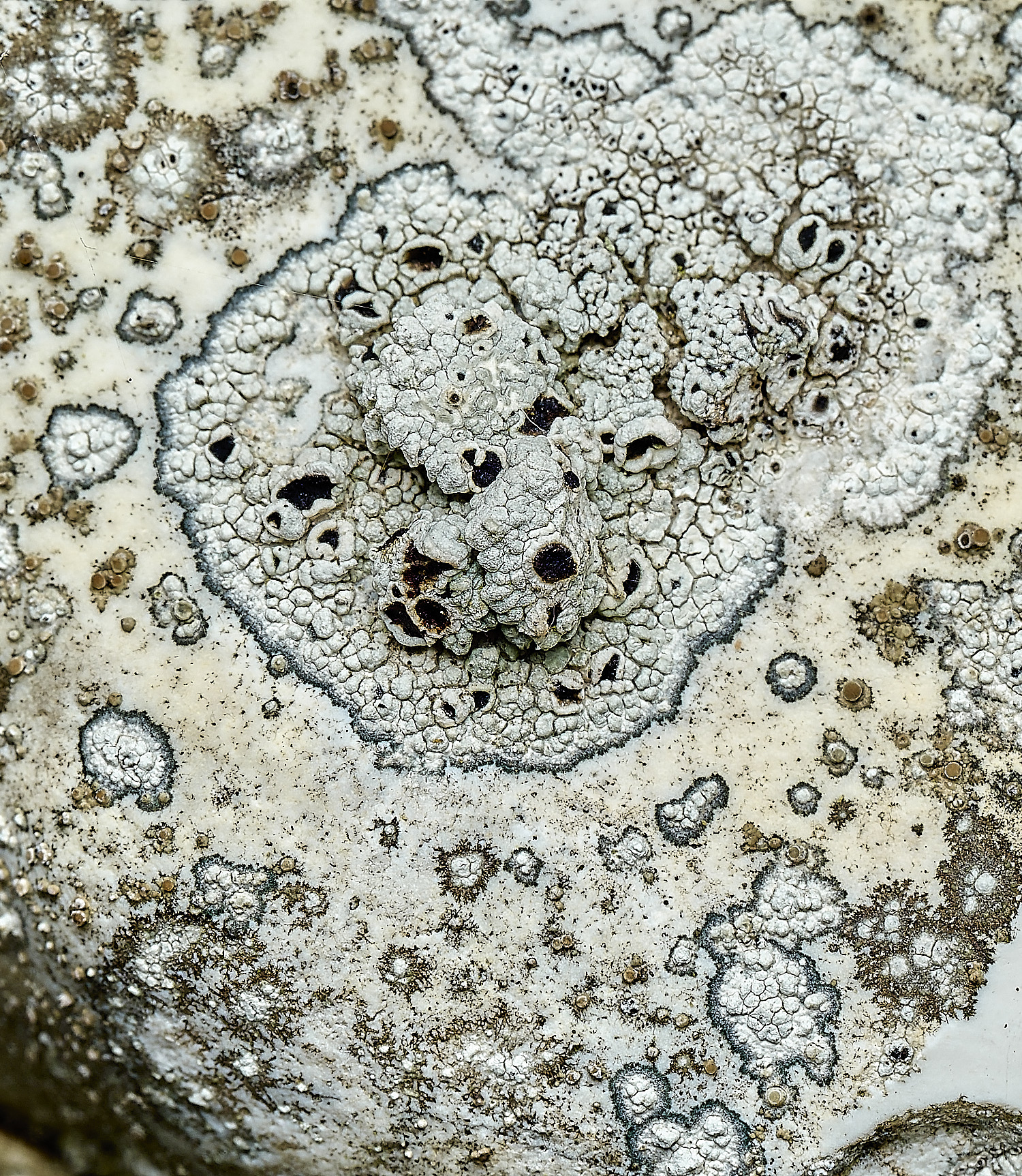 ItteringhamLichen11180426-1 3