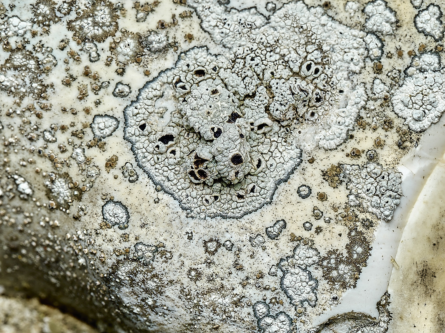 ItteringhamLichen11180426-1