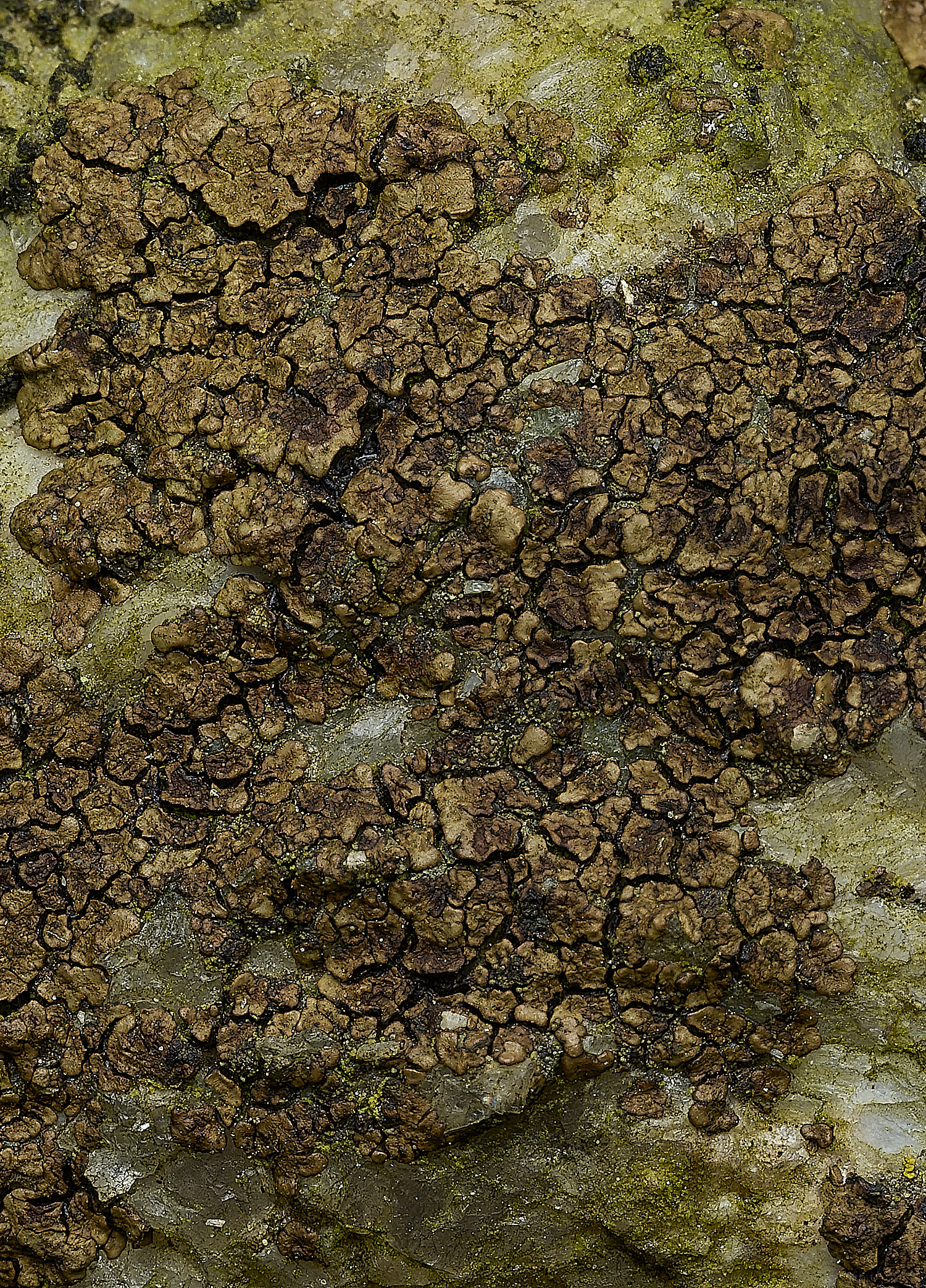 ItteringhamLichen1180426-1 1