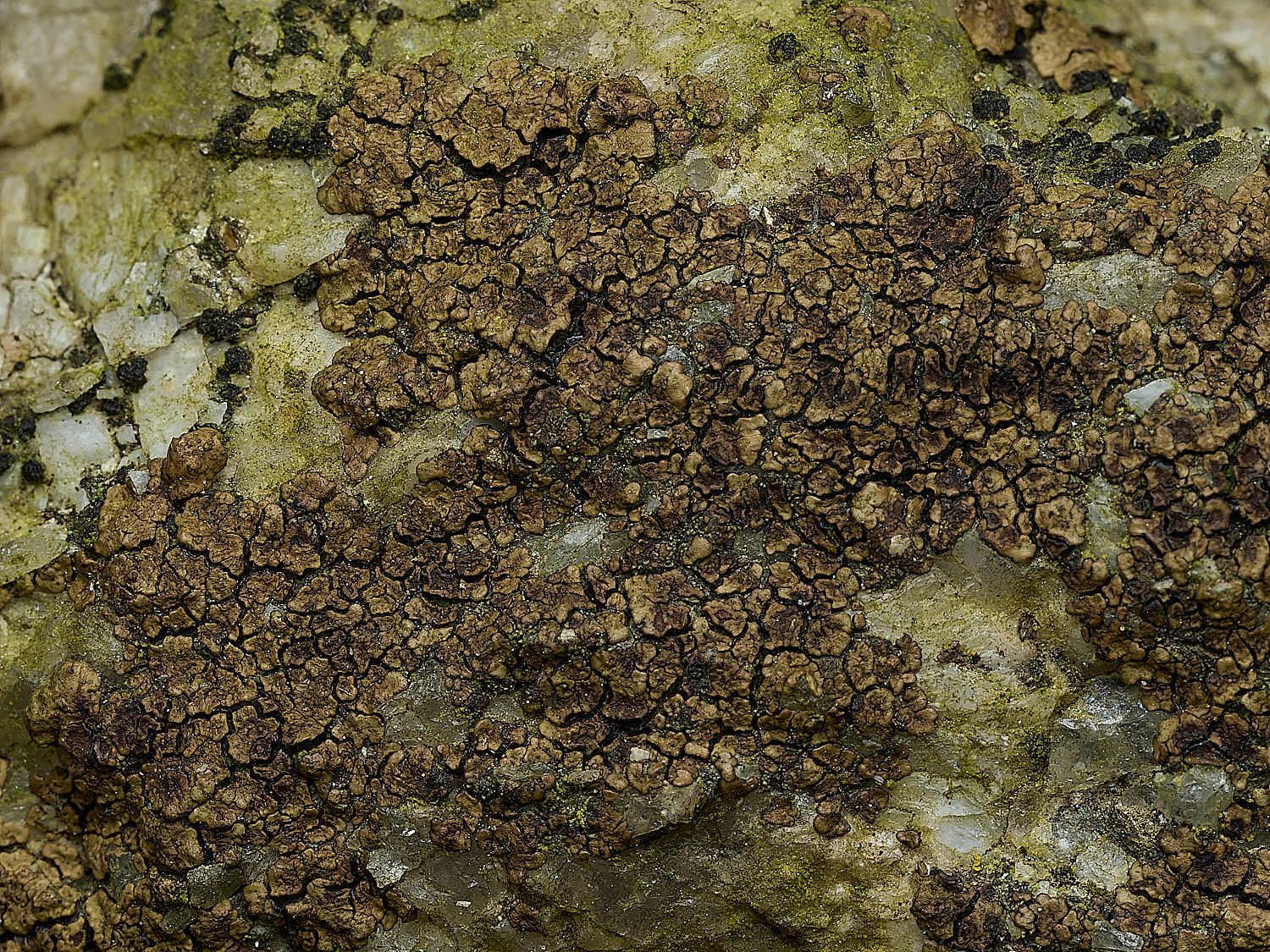 ItteringhamLichen1180426-1
