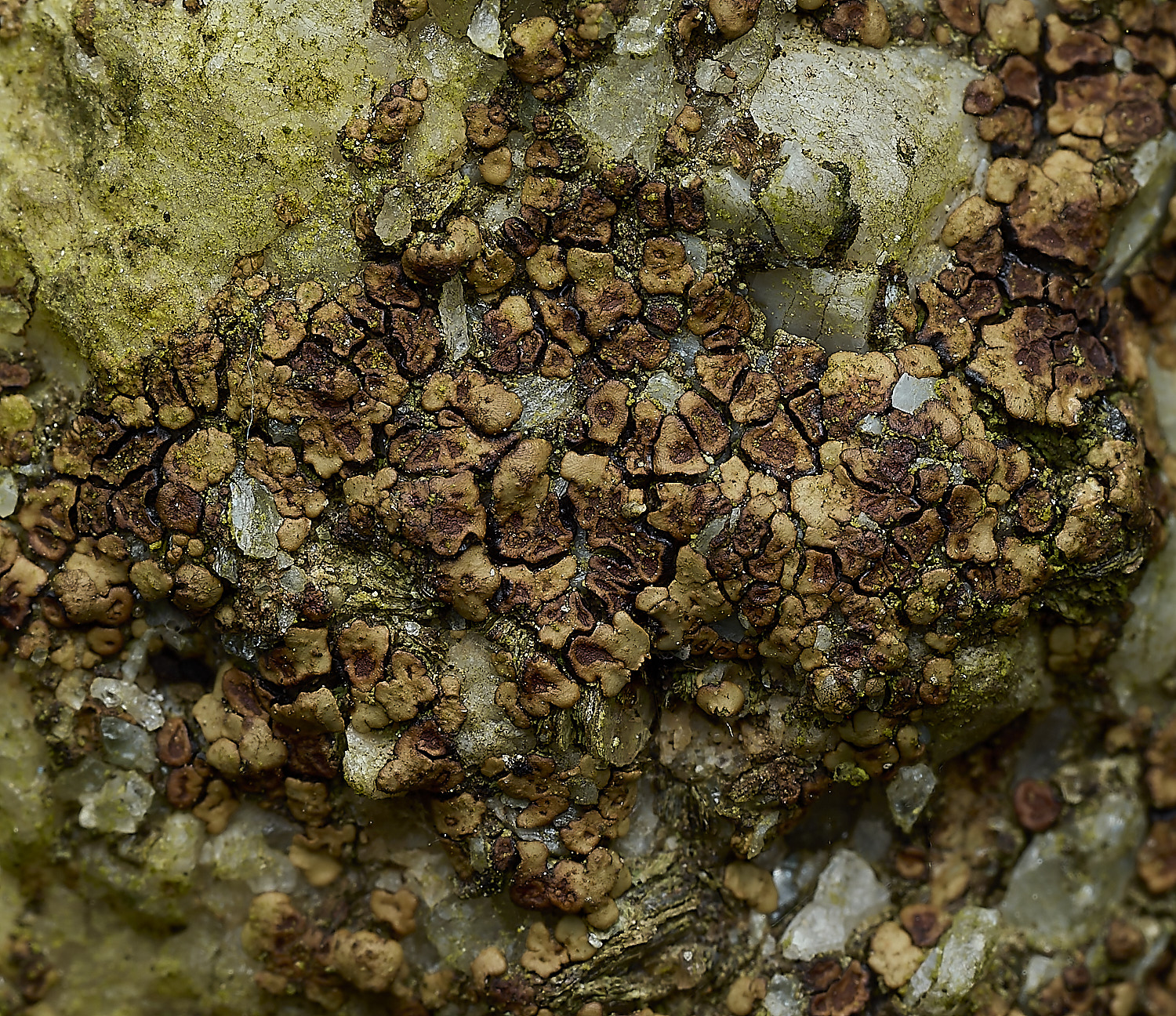 ItteringhamLichen1180426-2