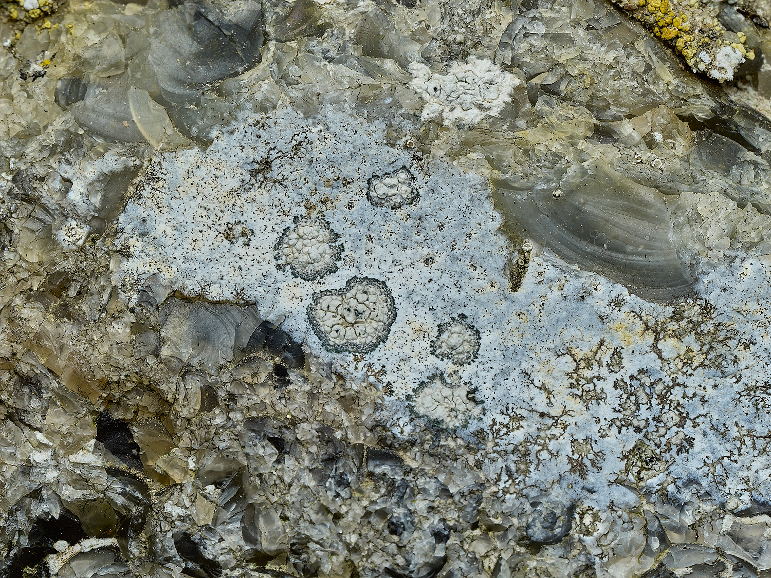ItteringhamLichen12180426-1