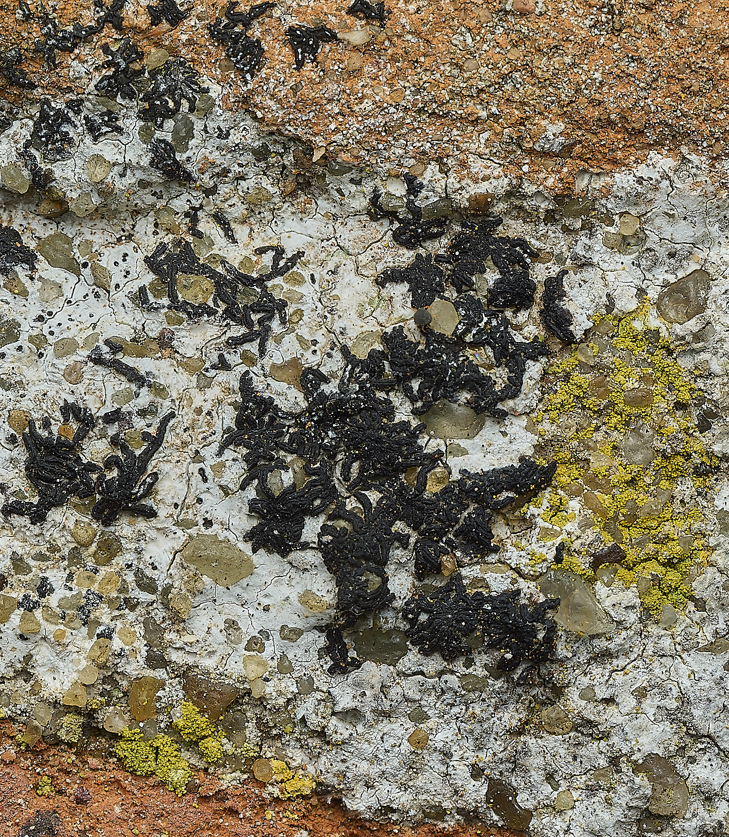 ItteringhamLichen13180426-1 1