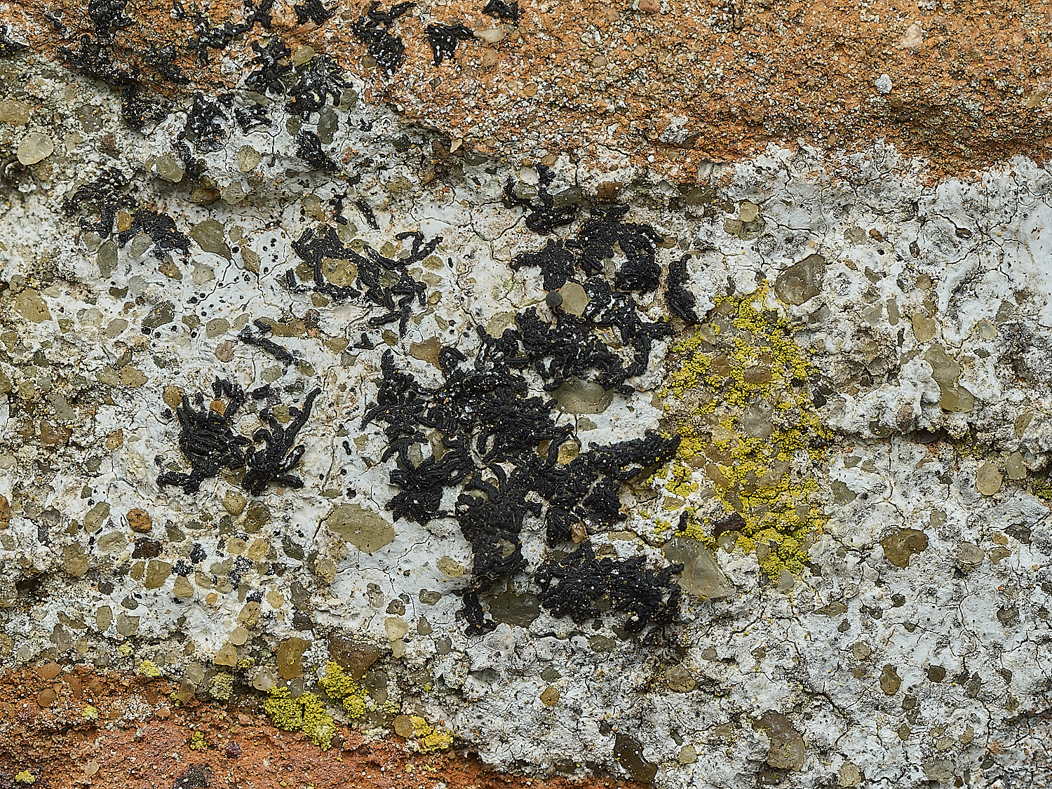 ItteringhamLichen13180426-1