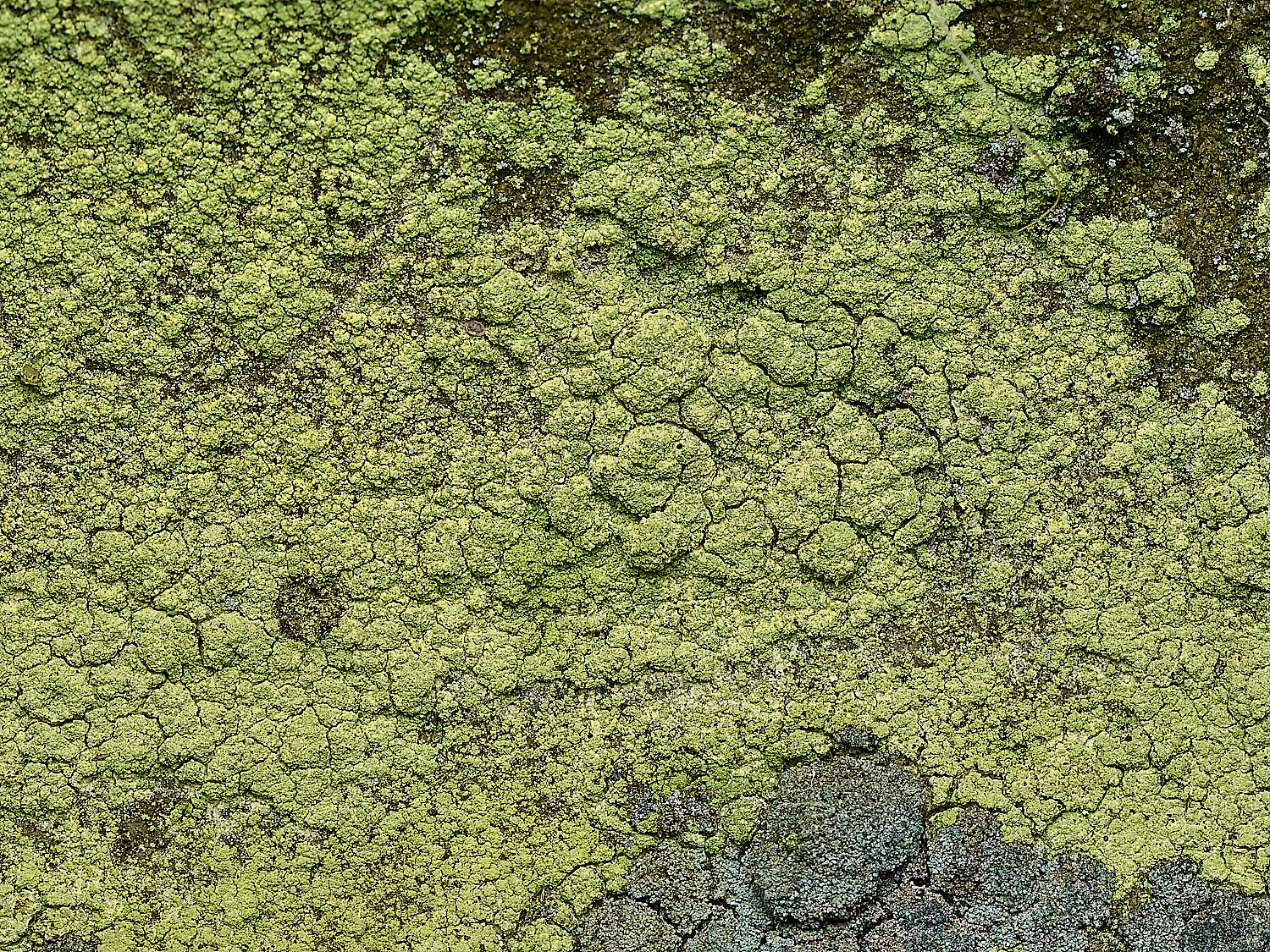 ItteringhamLichen14180426-1
