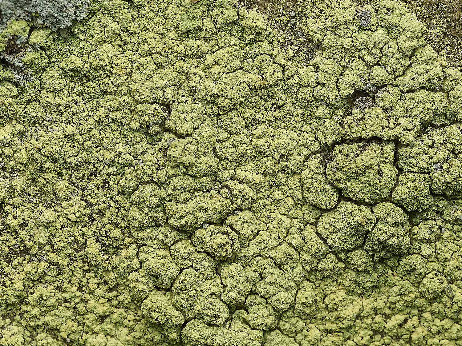 ItteringhamLichen14180426-2