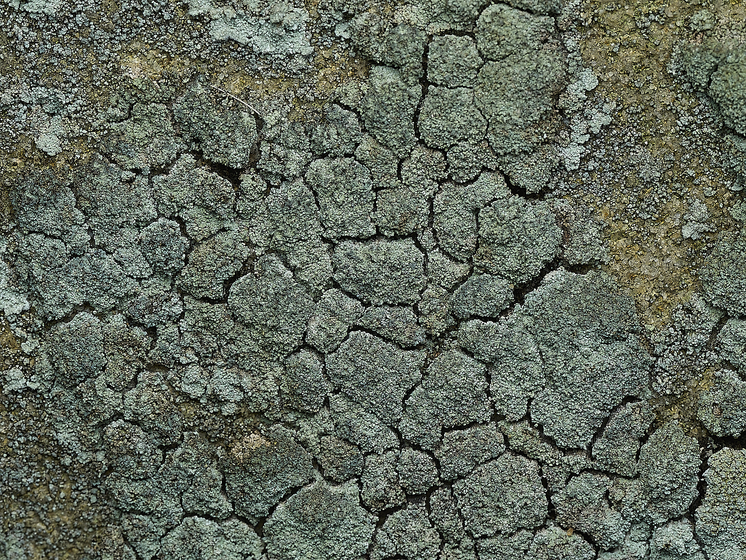 ItteringhamLichen15180426-1