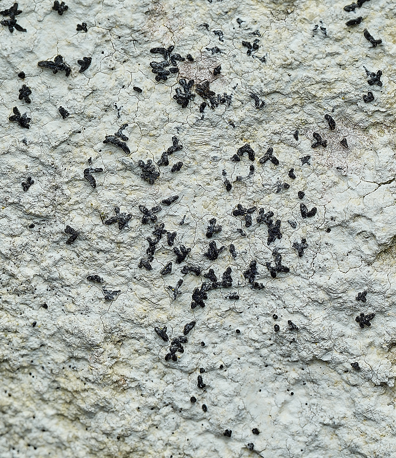 ItteringhamLichen16180426-2