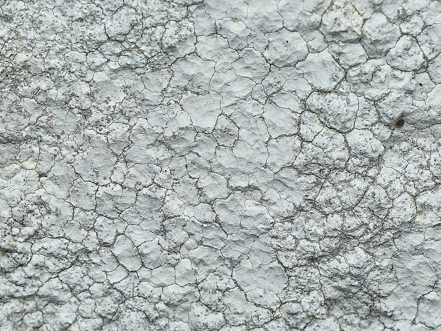 ItteringhamLichen17180426-1