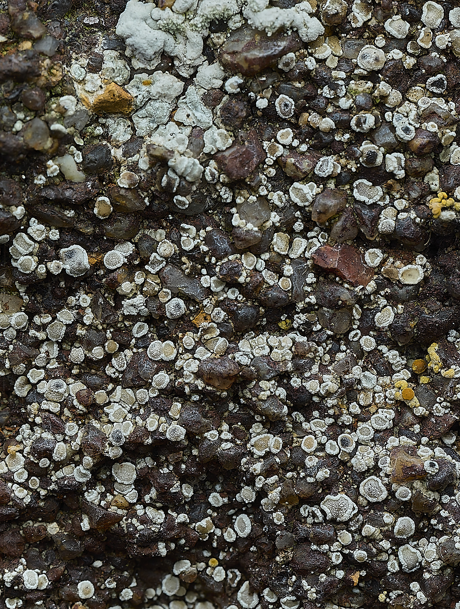ItteringhamLichen18180426-2