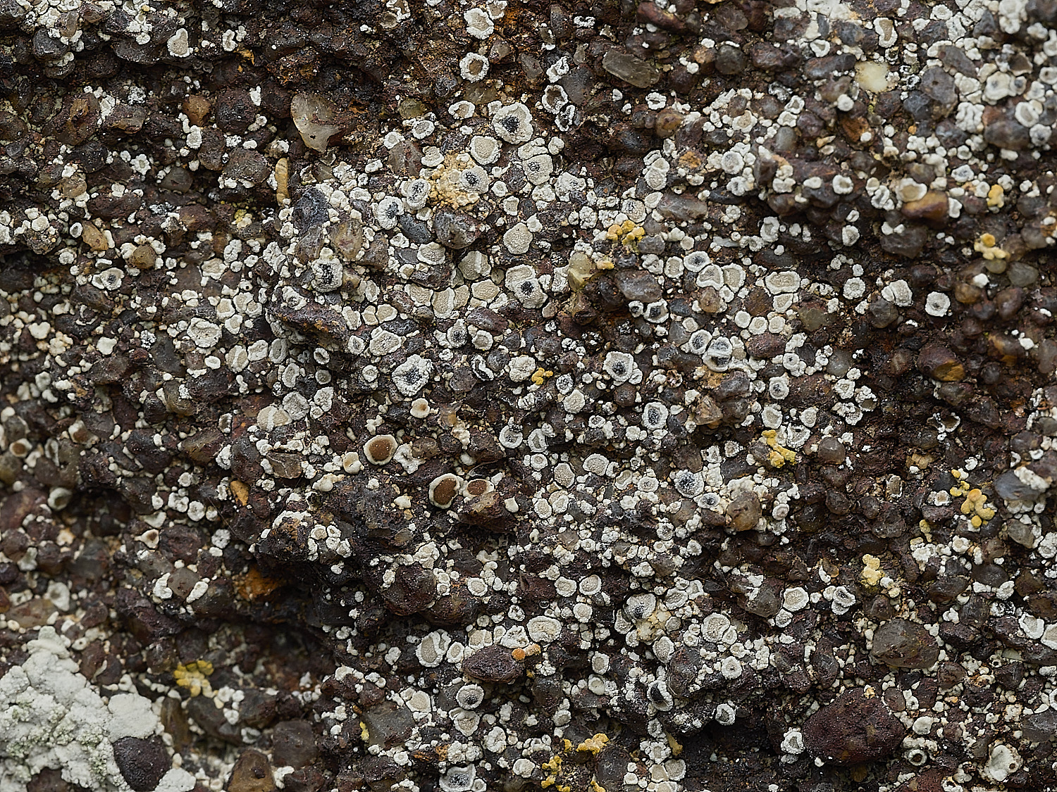 ItteringhamLichen18180426-3