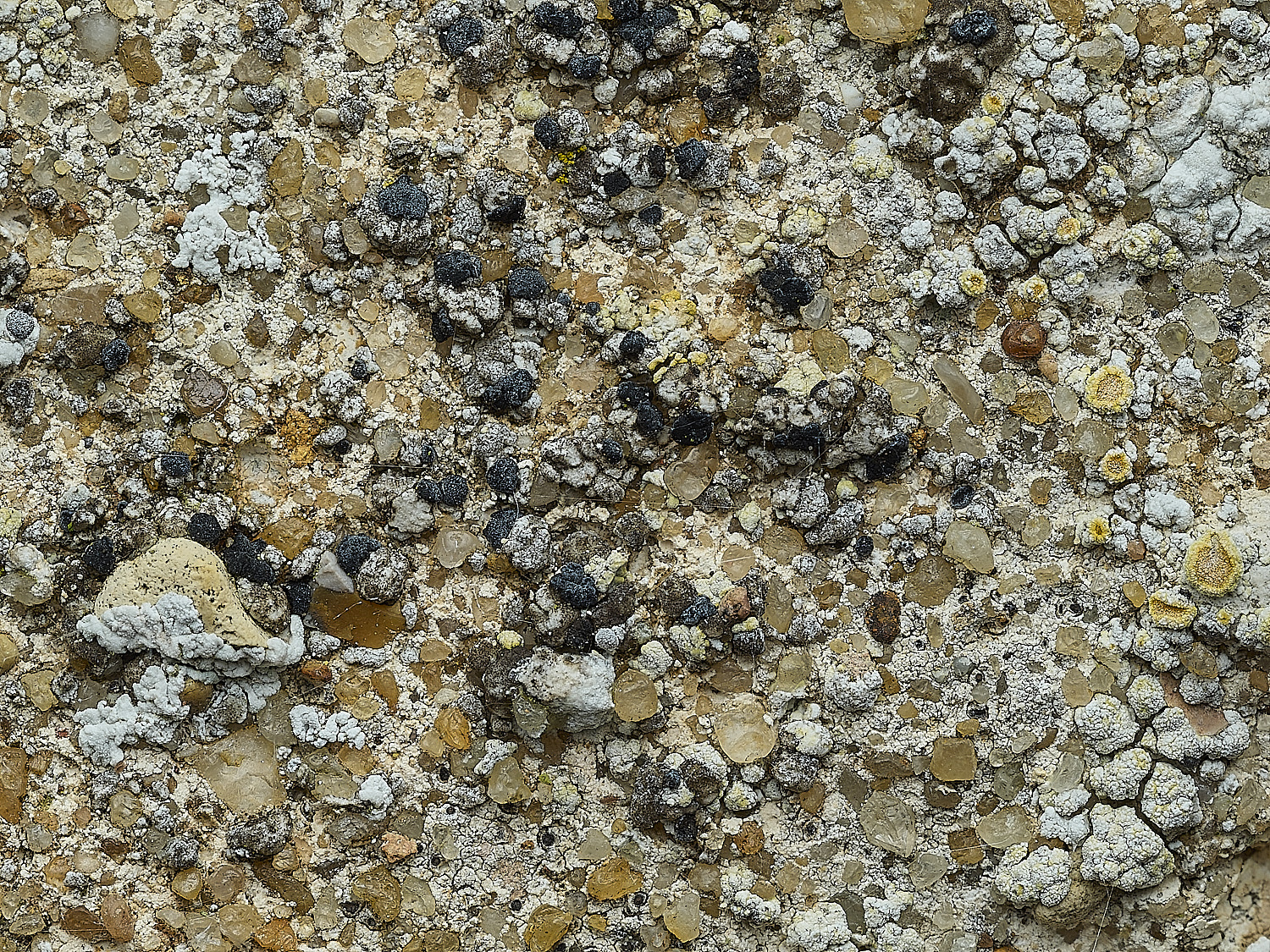 ItteringhamLichen19180426-1