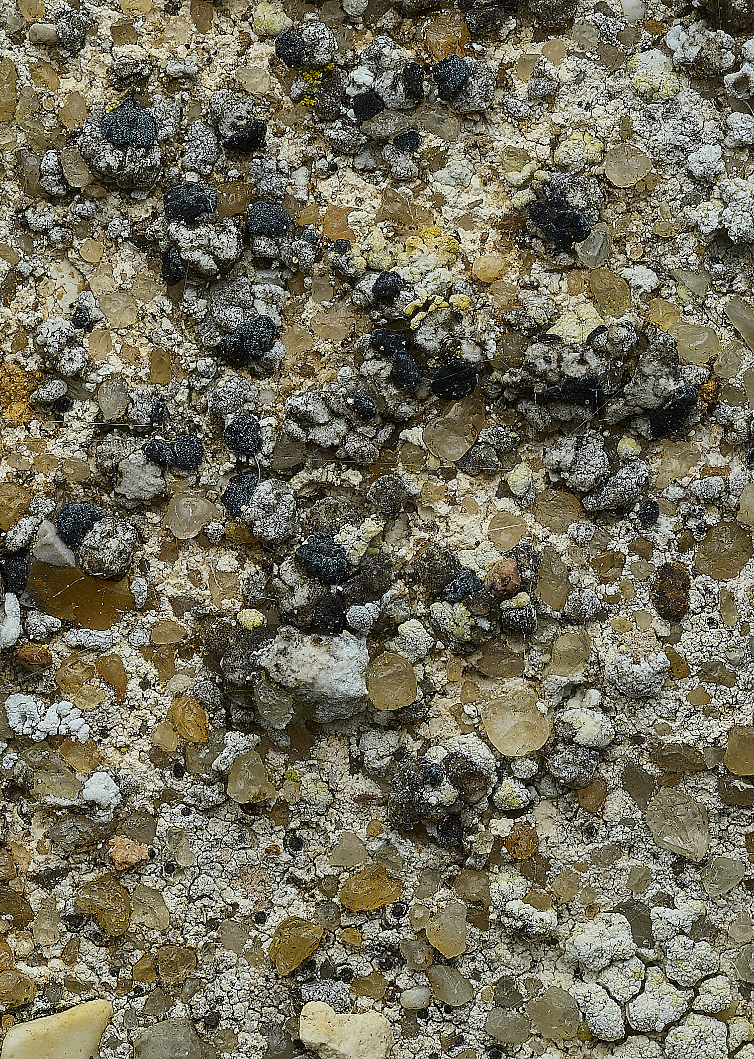 ItteringhamLichen19180426-2