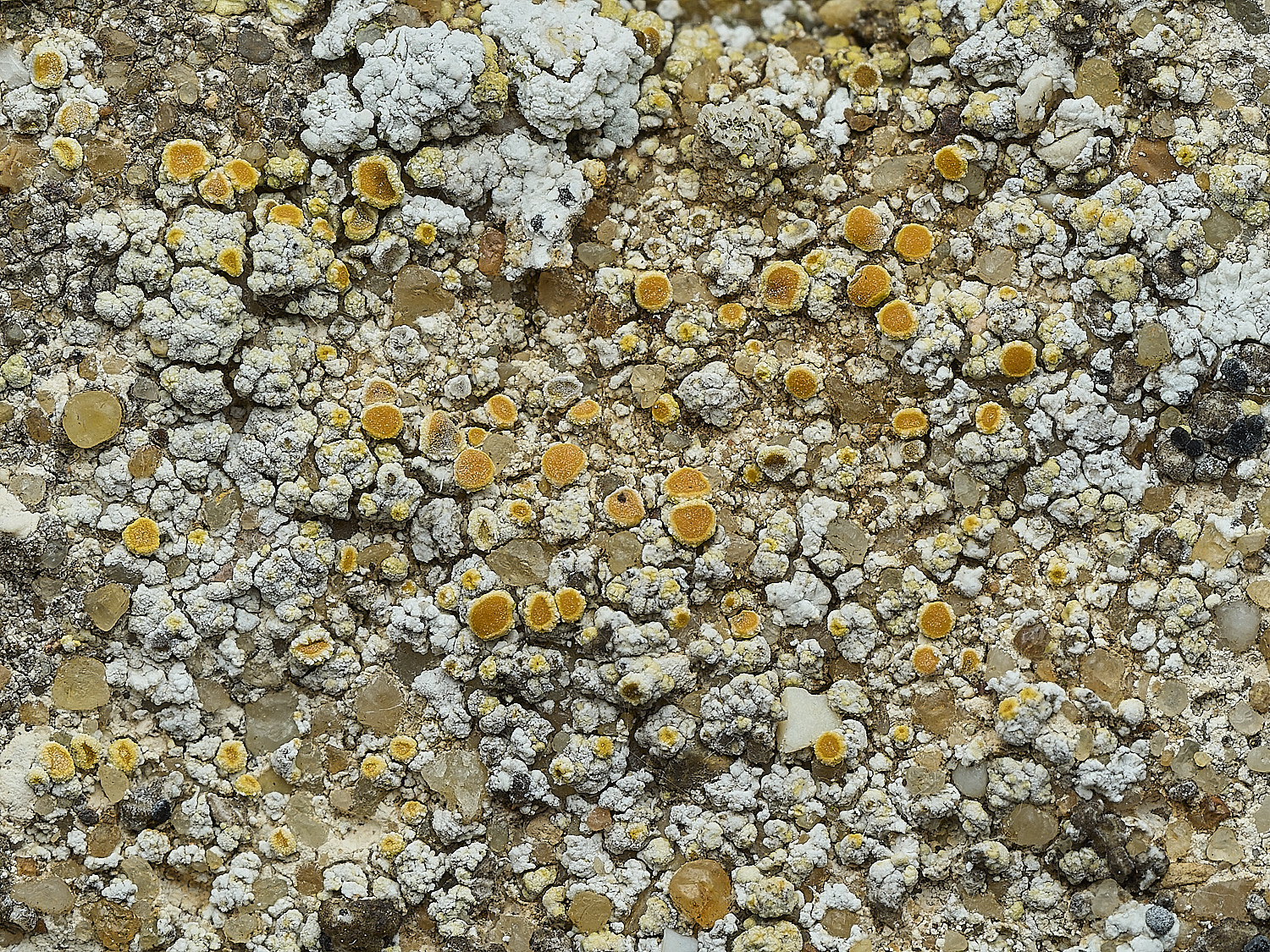 ItteringhamLichen20180426-2