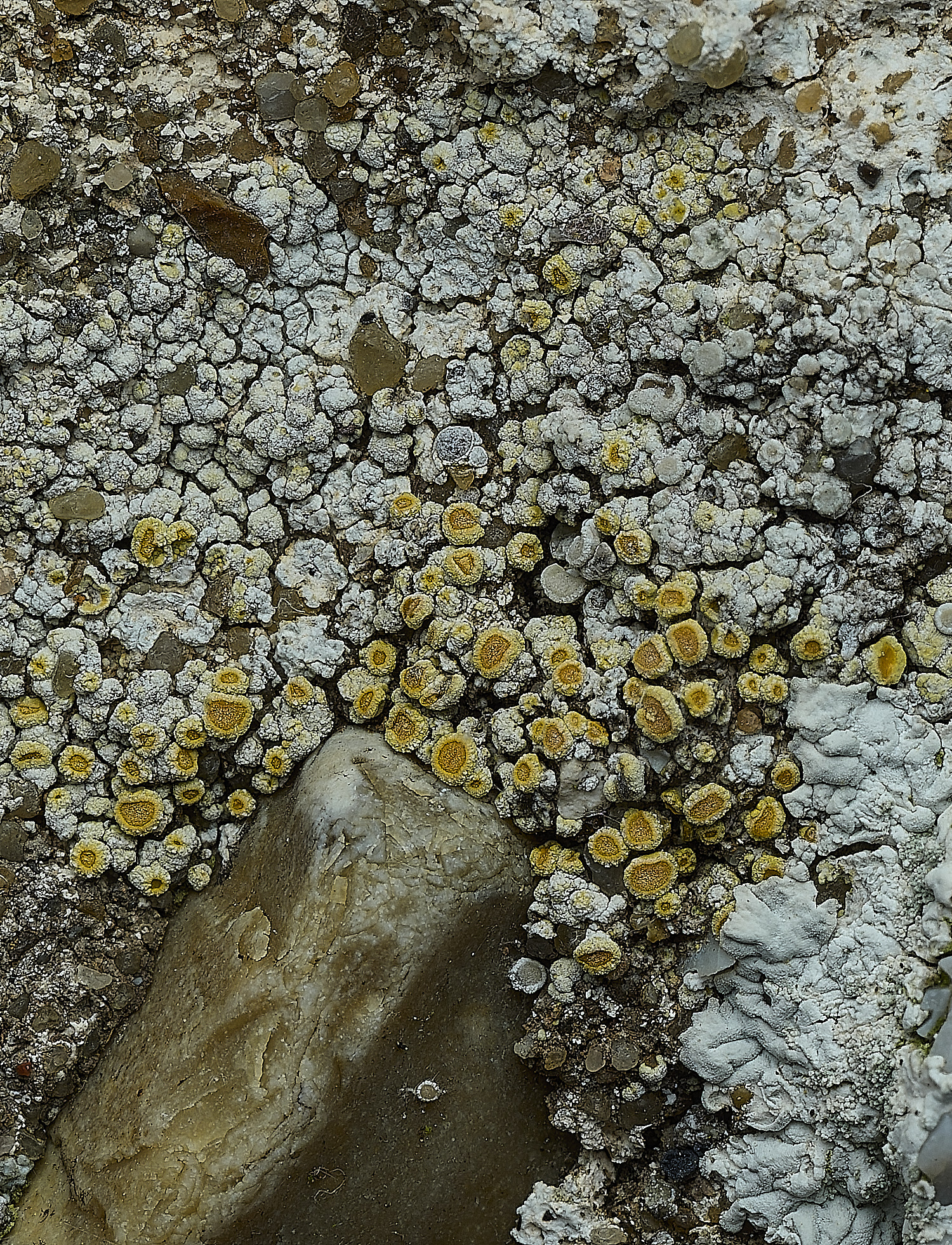 ItteringhamLichen20180426-3 1