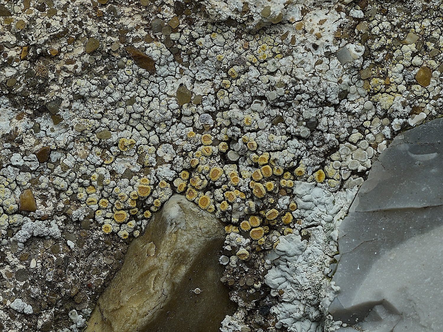 ItteringhamLichen20180426-3