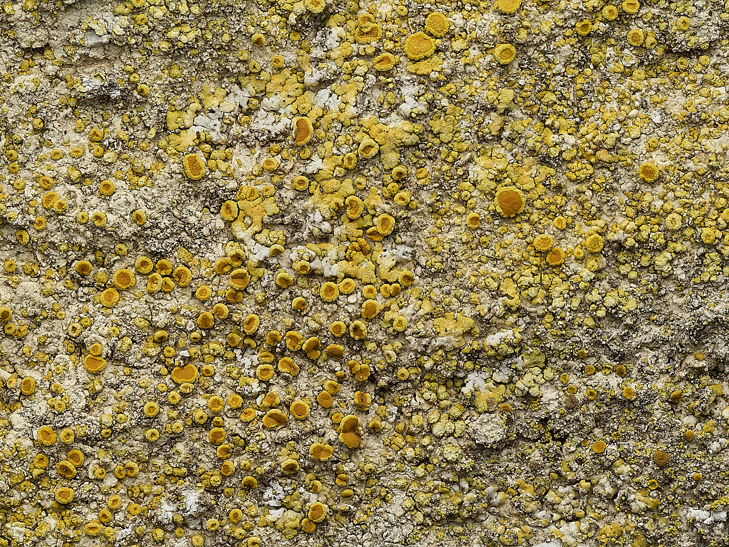 ItteringhamLichen20180426-4