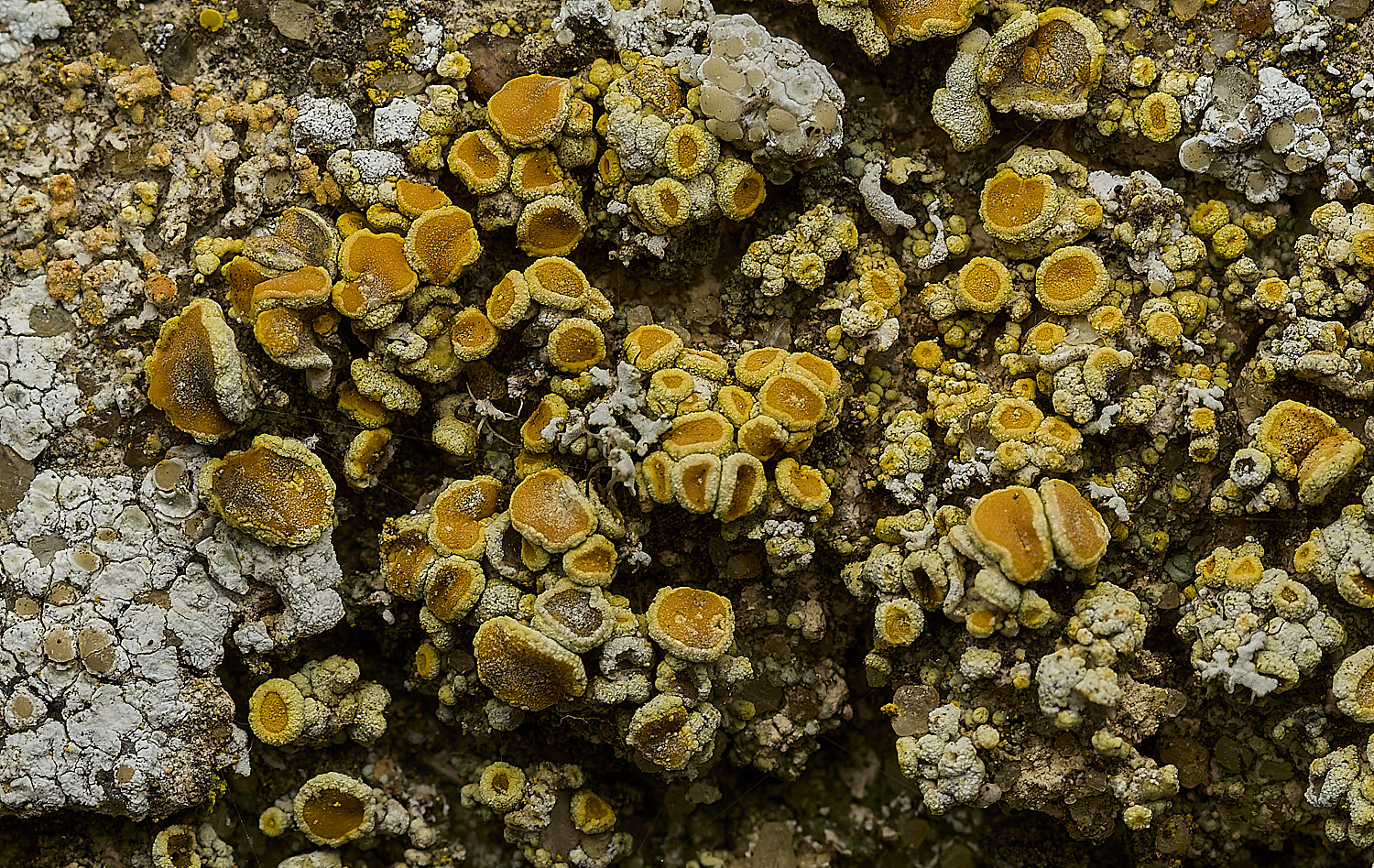 ItteringhamLichen20180426-5