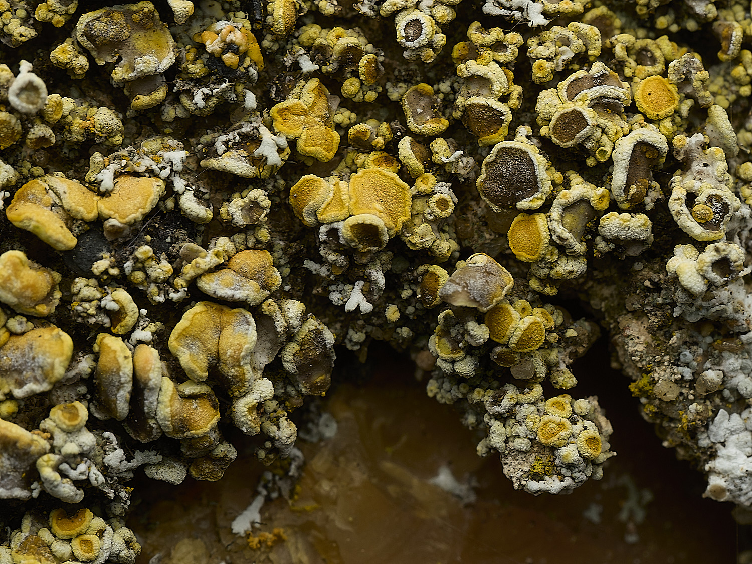ItteringhamLichen20180426-6