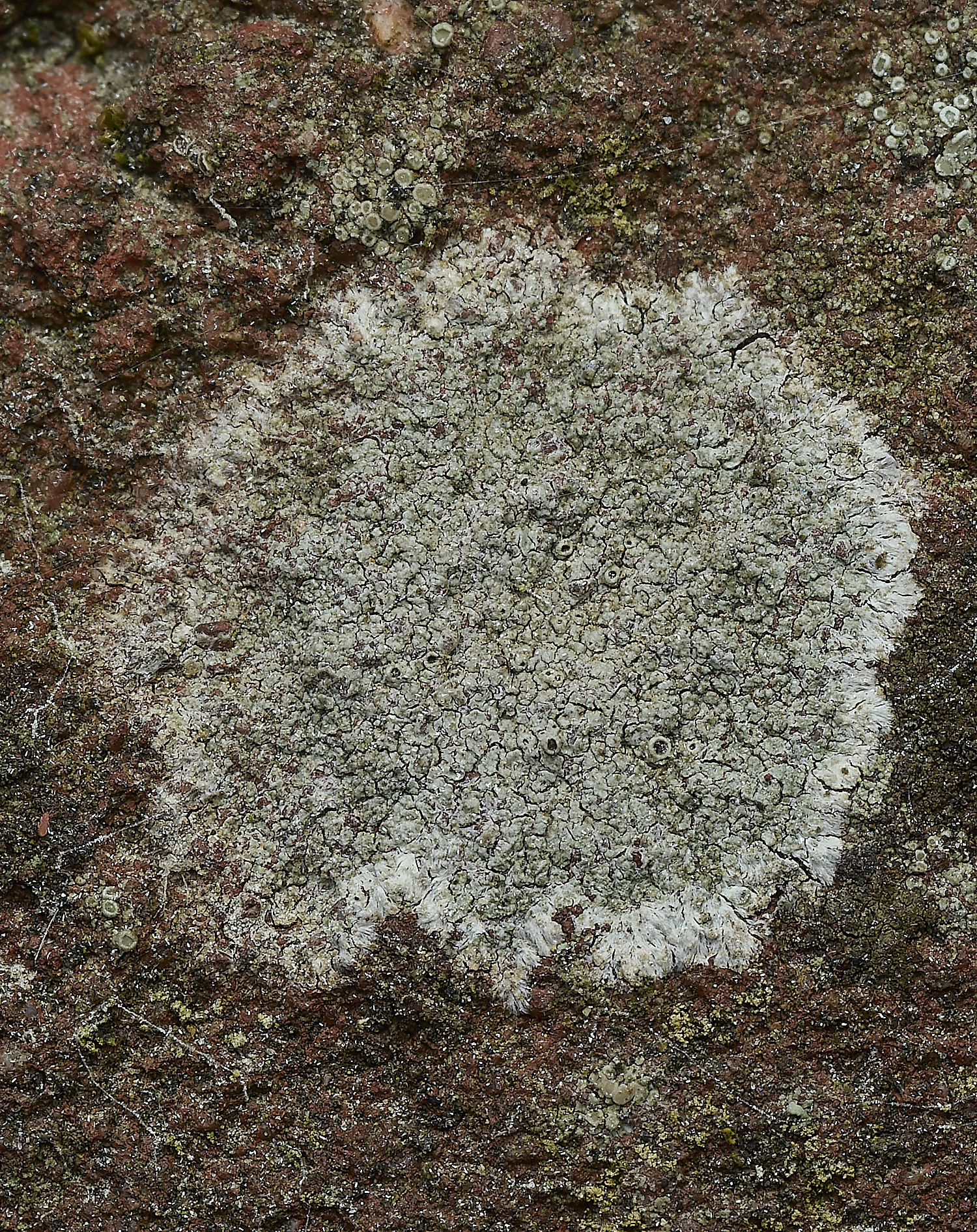 ItteringhamLichen21180426-1