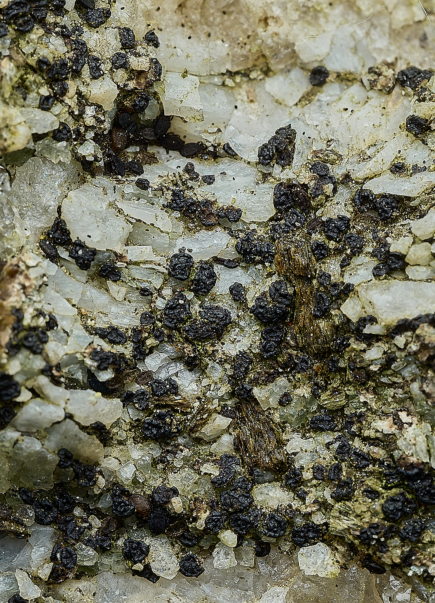 ItteringhamLichen2180426-1 1