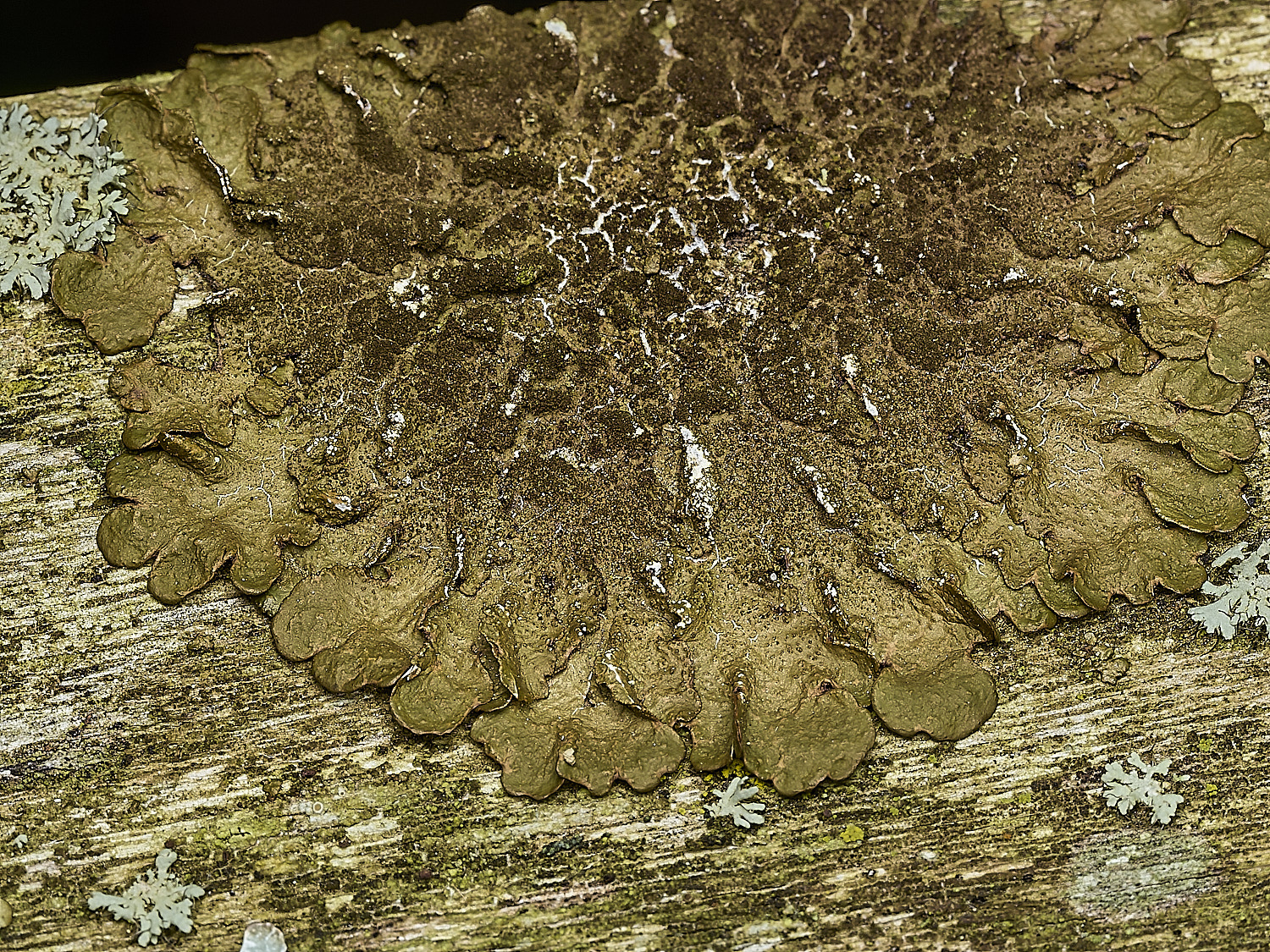 ItteringhamLichen22180426-1