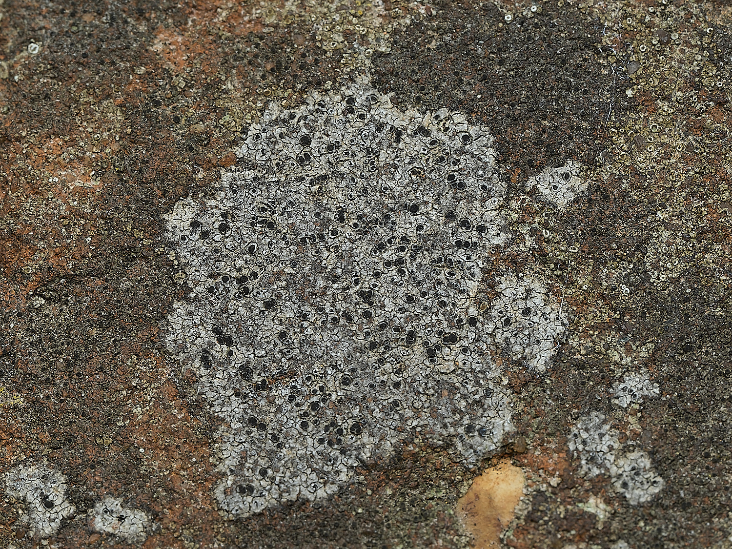 ItteringhamLichen23180426-1