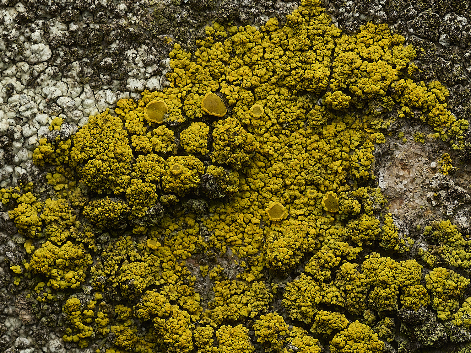 ItteringhamLichen24180426-1