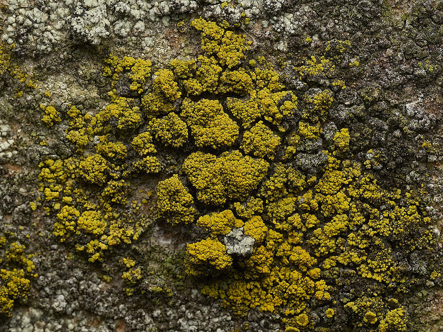 ItteringhamLichen24180426-2
