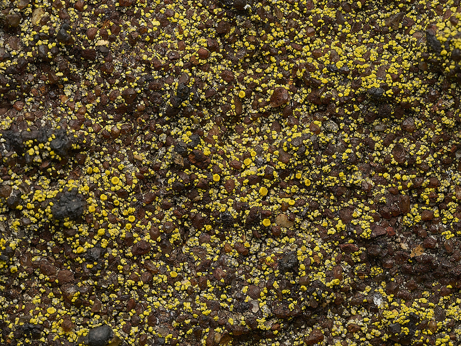 ItteringhamLichen25180426-1
