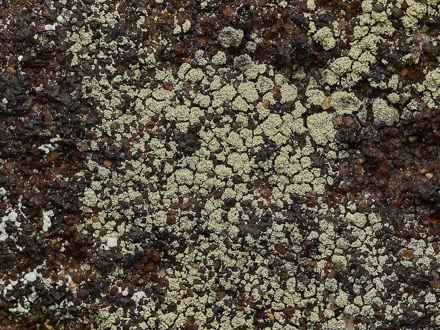 ItteringhamLichen26180426-1