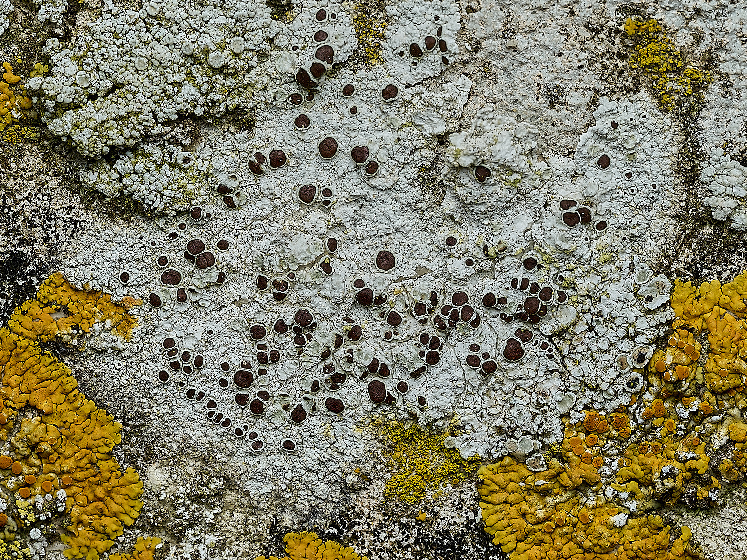 ItteringhamLichen3180426-1