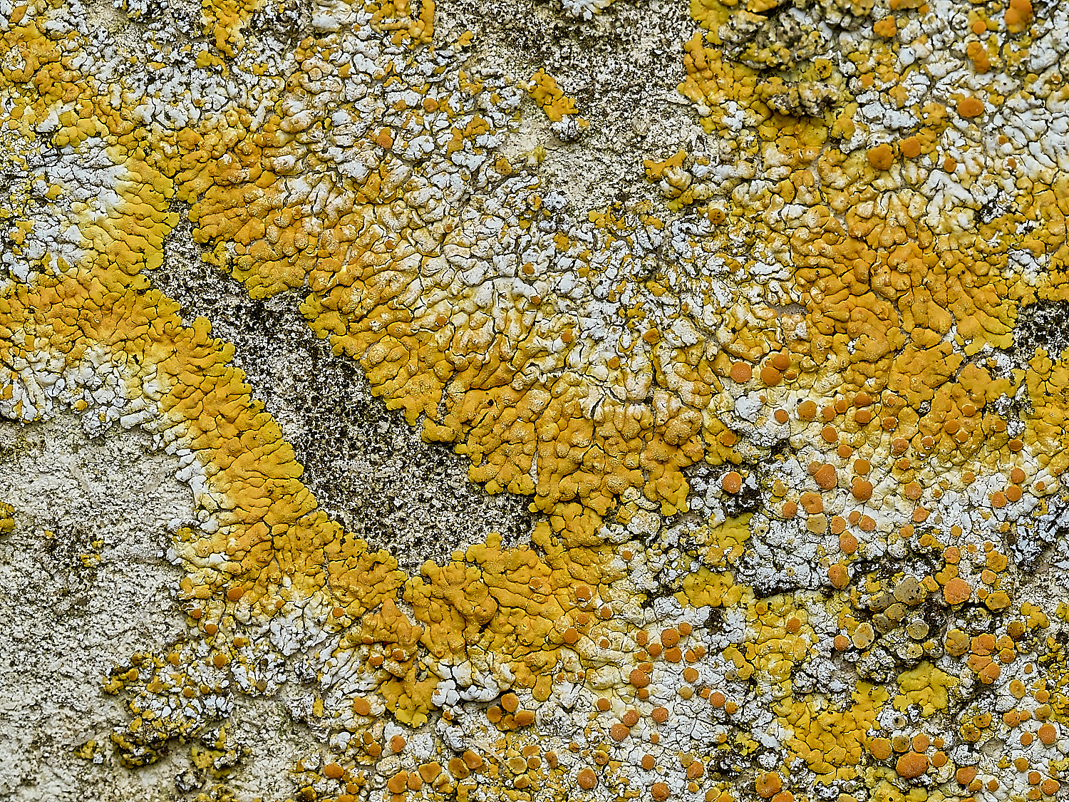 ItteringhamLichen4180426-1