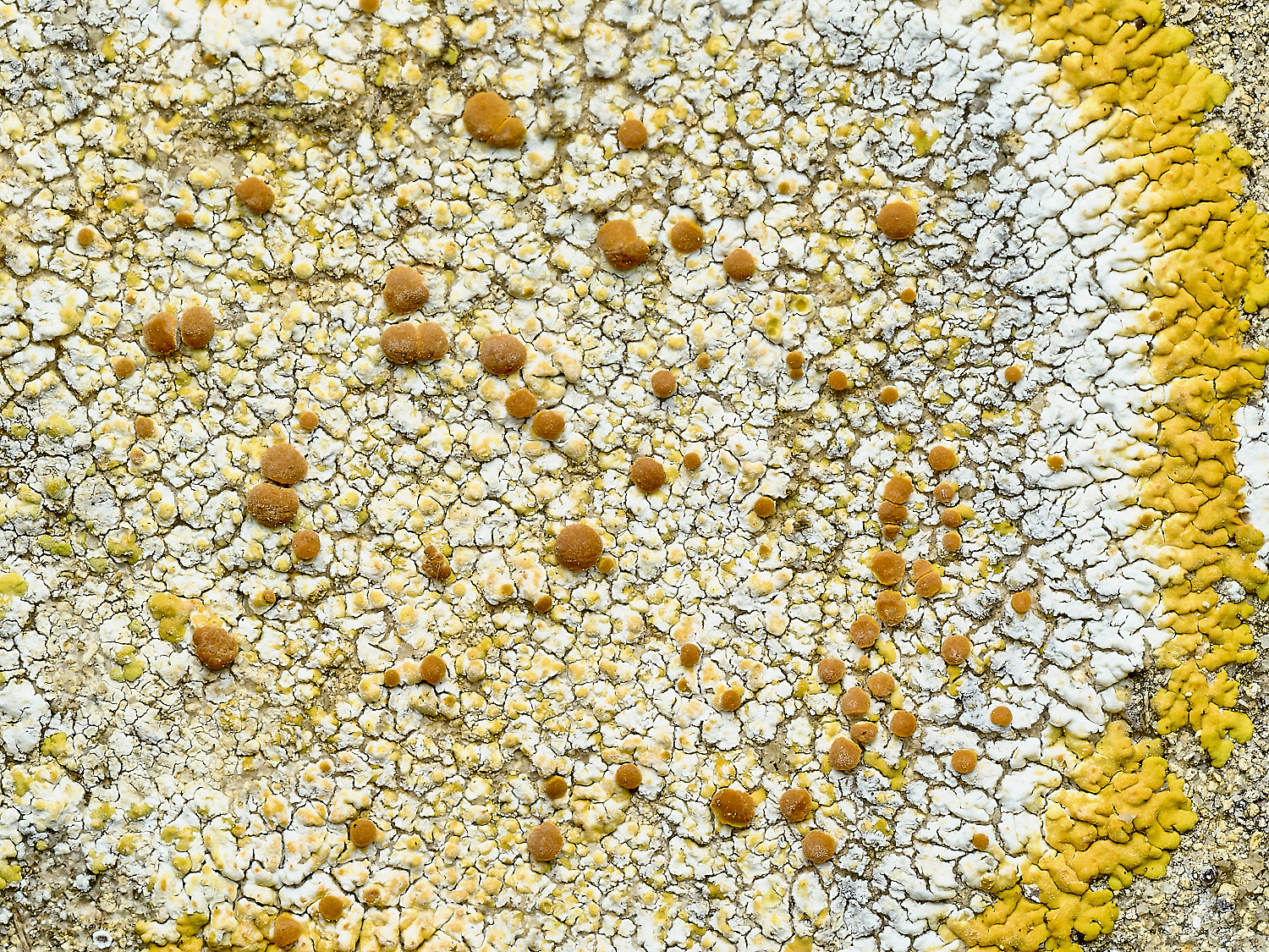 ItteringhamLichen4180426-2