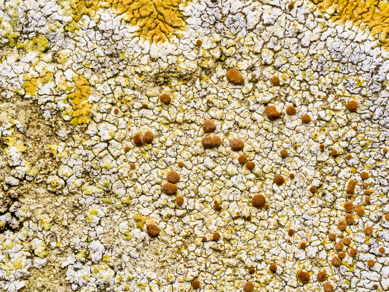 ItteringhamLichen4180426-3