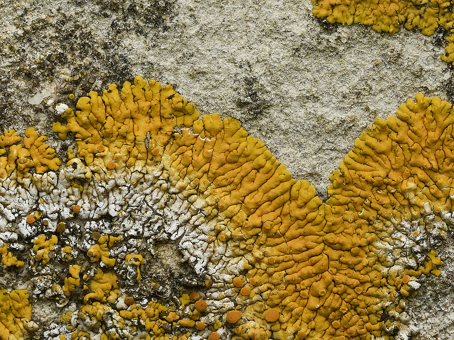 ItteringhamLichen4180426-5