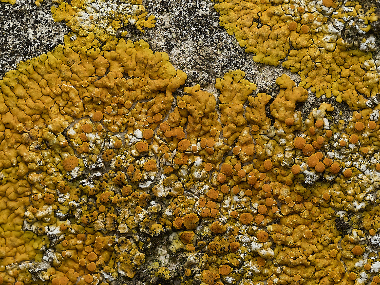 ItteringhamLichen4180426-6