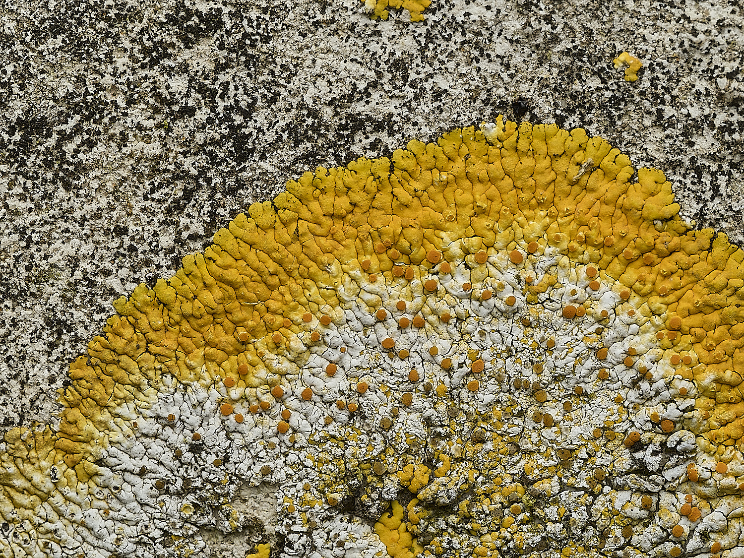 ItteringhamLichen4180426-7