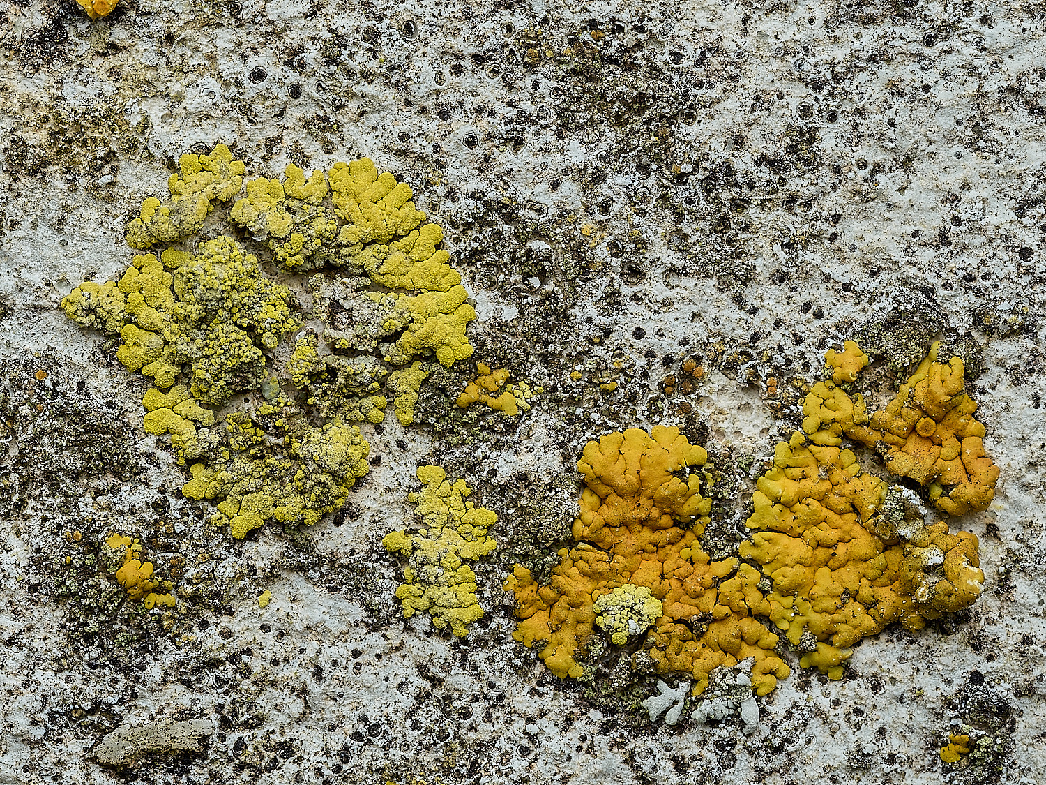 ItteringhamLichen5180426-1