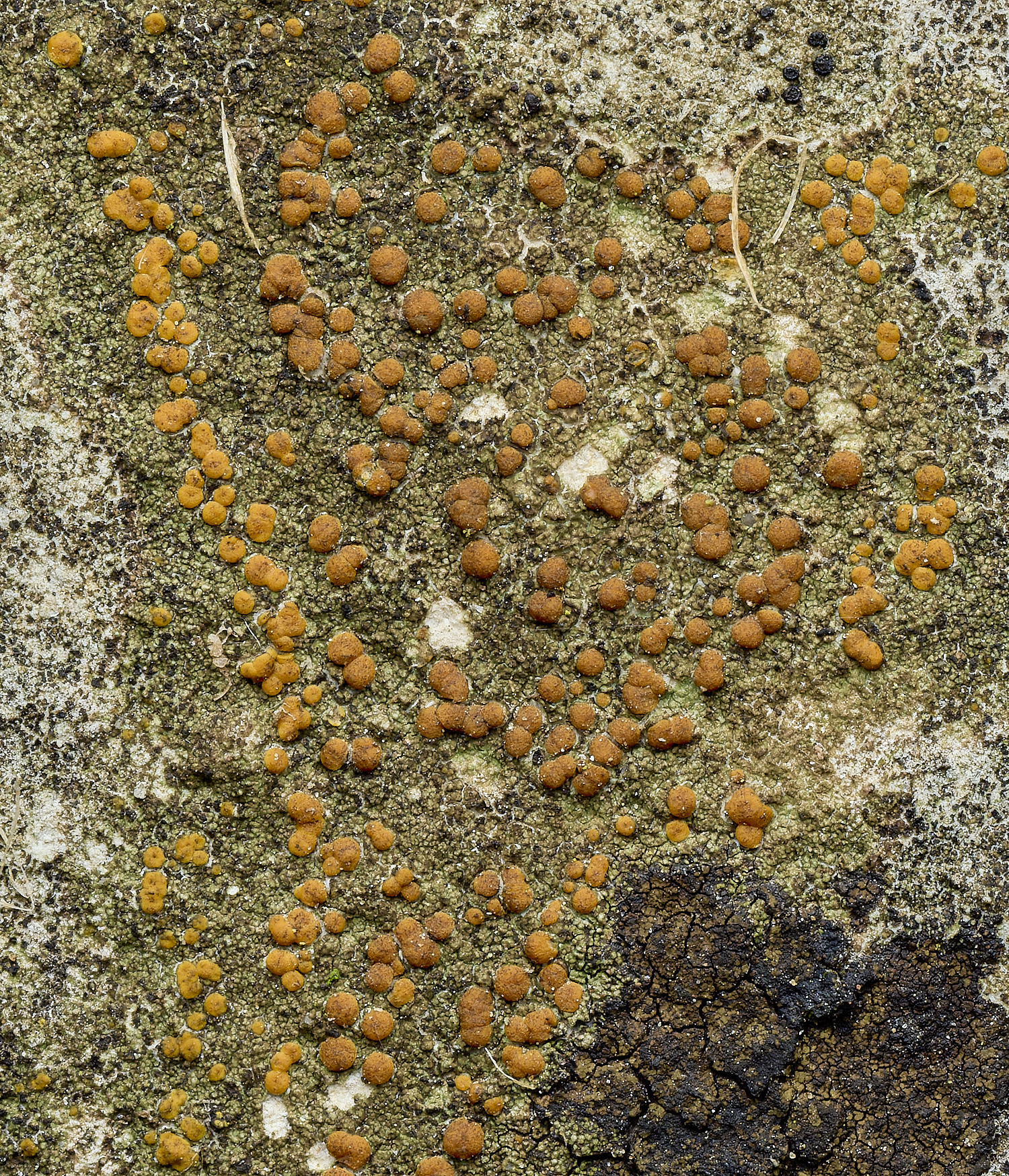 ItteringhamLichen6180426-1 1