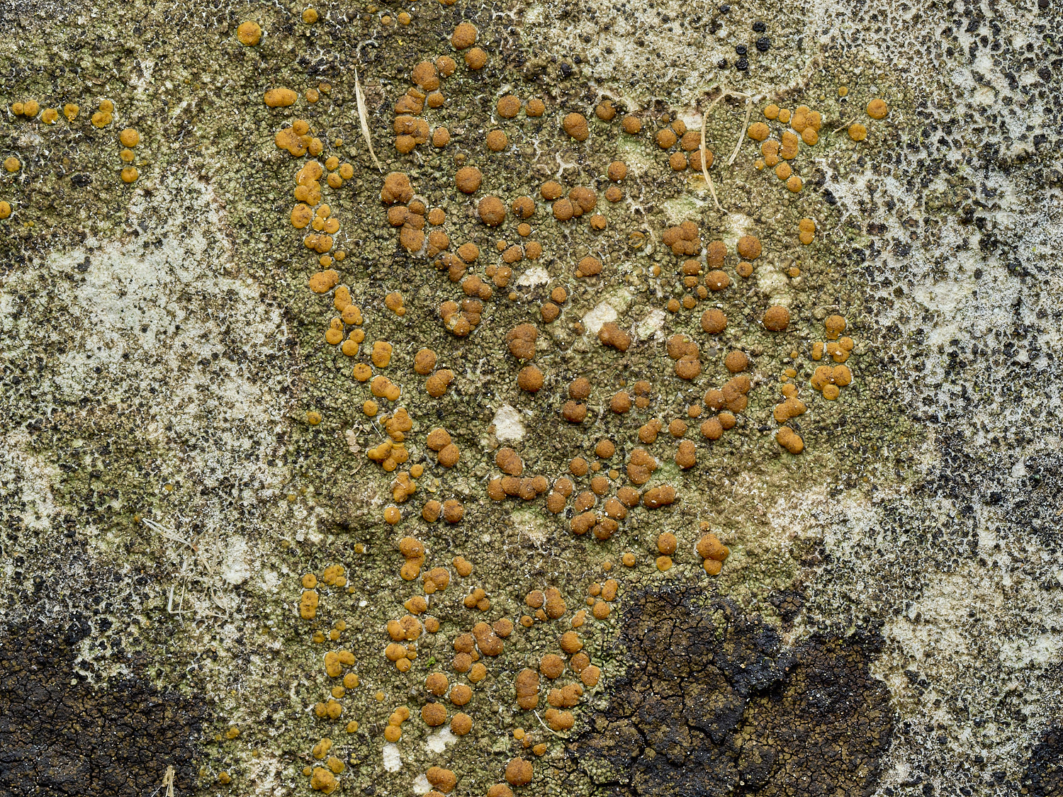 ItteringhamLichen6180426-1