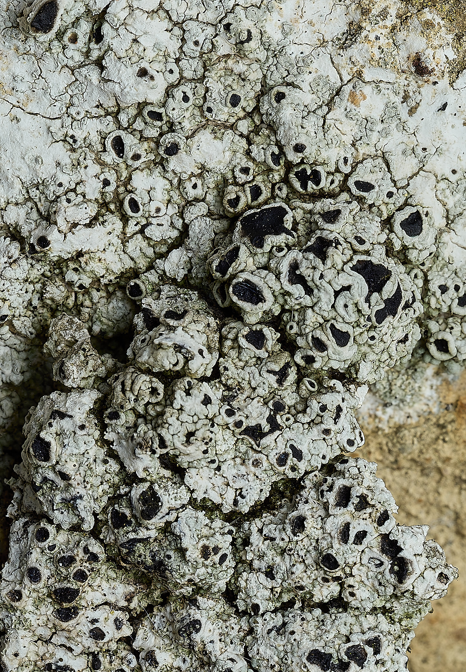 ItteringhamLichen8180426-1 1