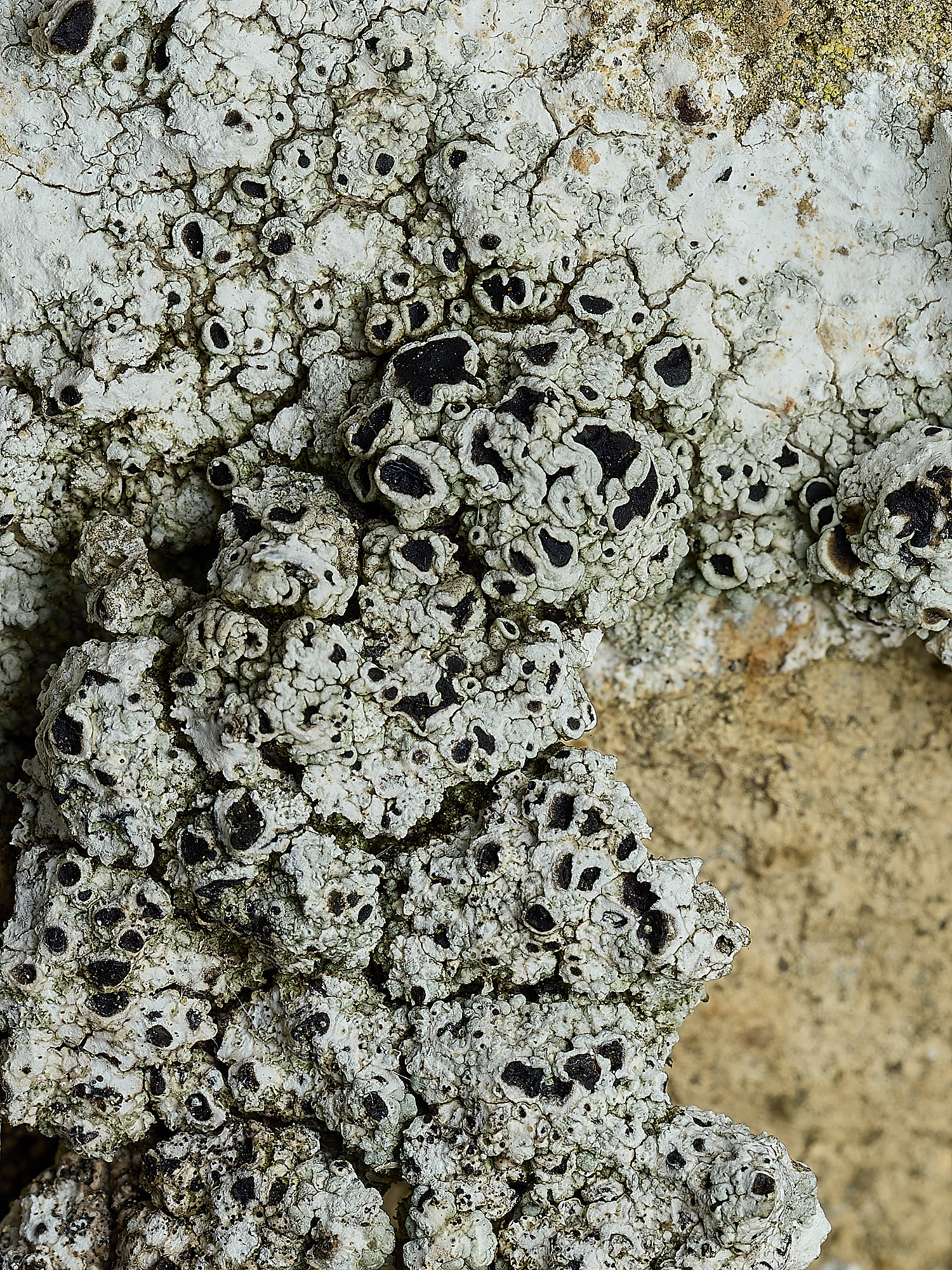 ItteringhamLichen8180426-1