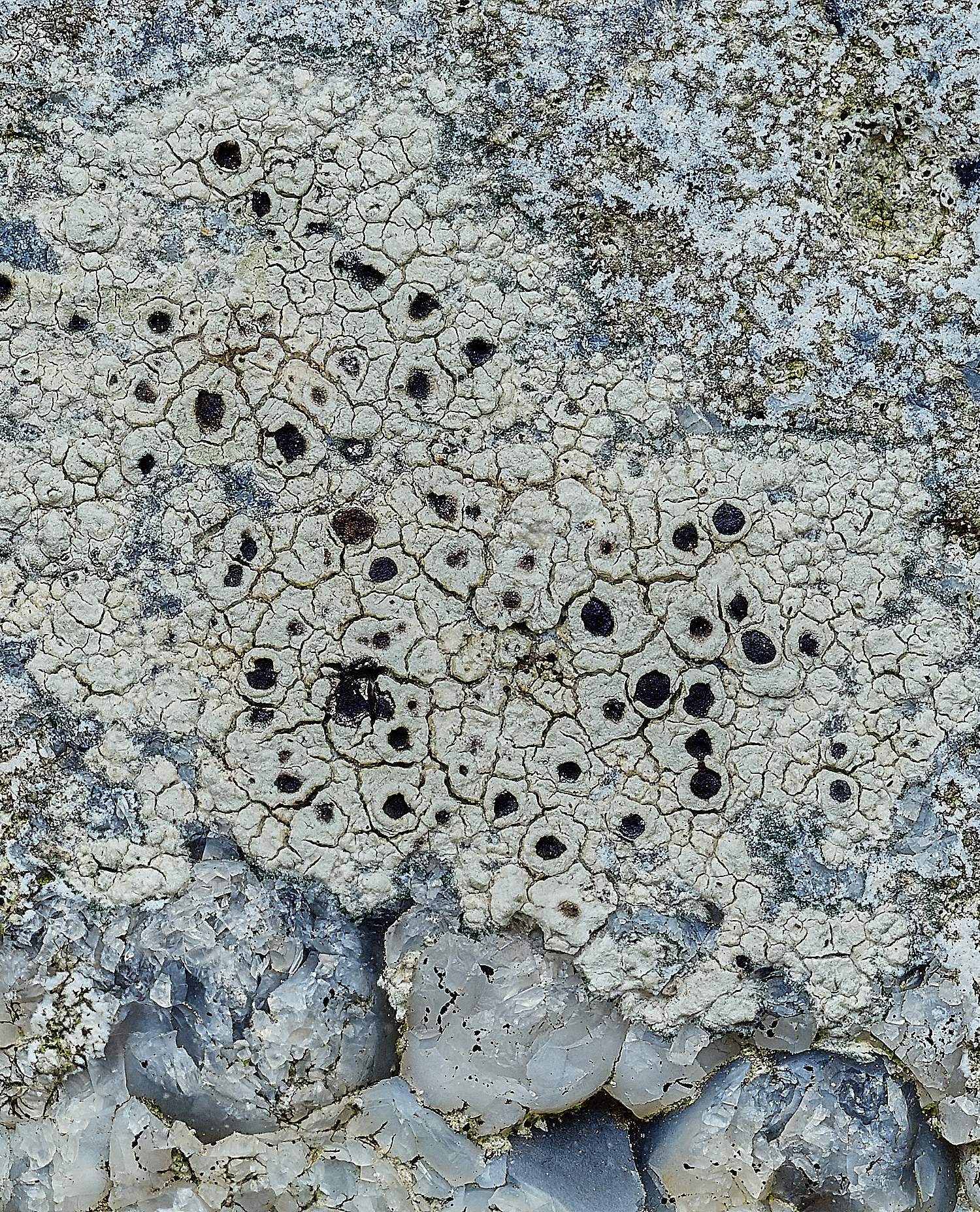 ItteringhamLichen9180426-1 1