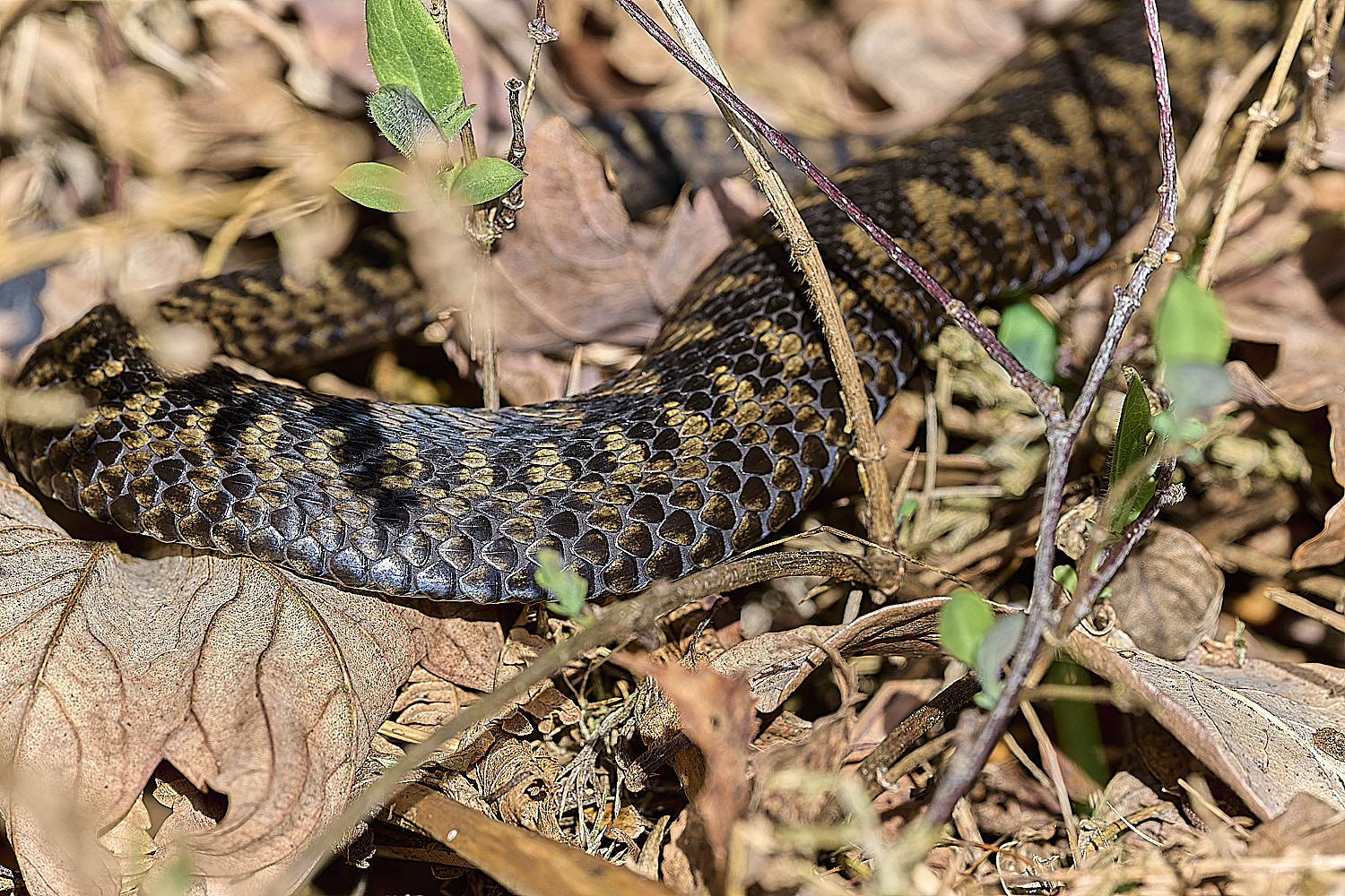 KellingHeathAdder110326-5