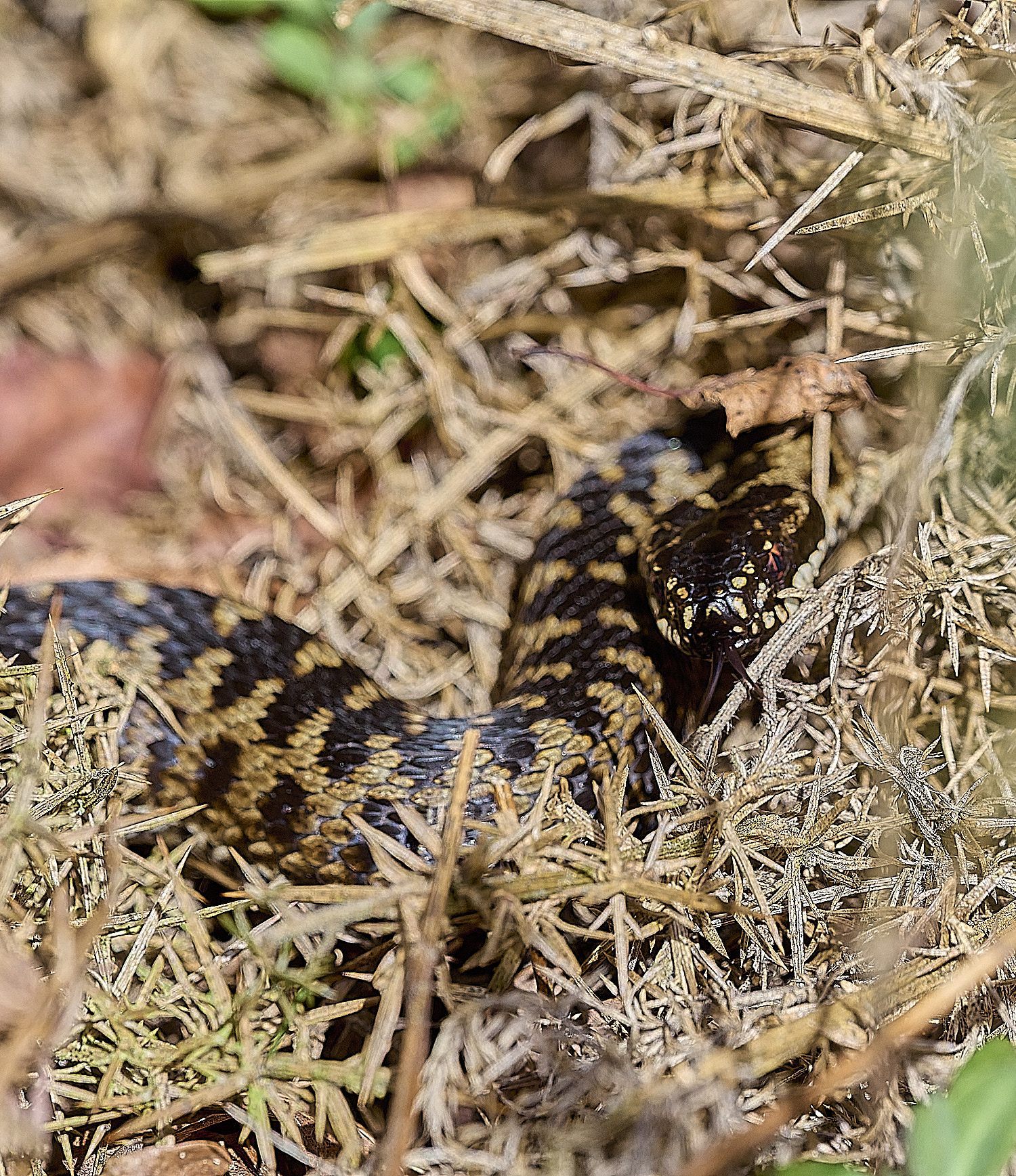 KellingHeathAdder110326-6