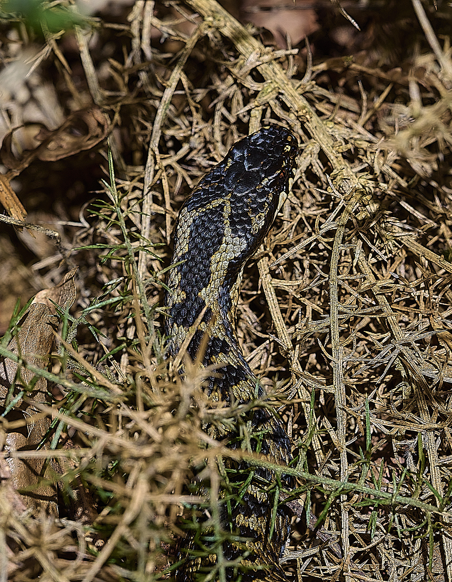 KellingHeathAdder110326-9