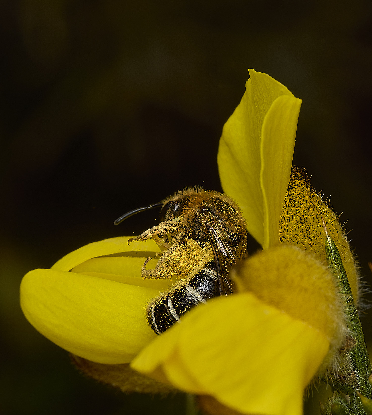 KellingHeathBee270426-3