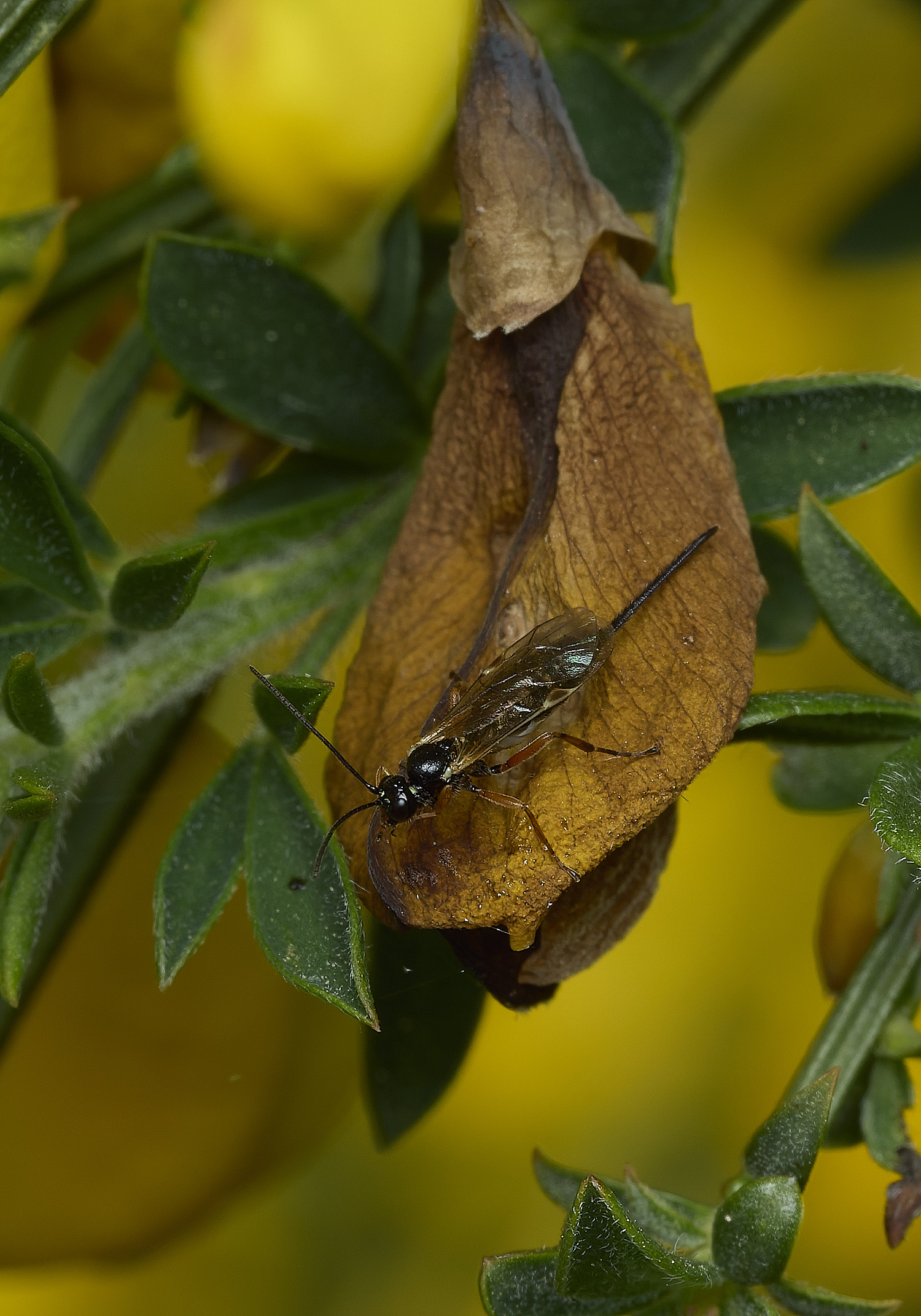 KellingHeathBorer270426-1
