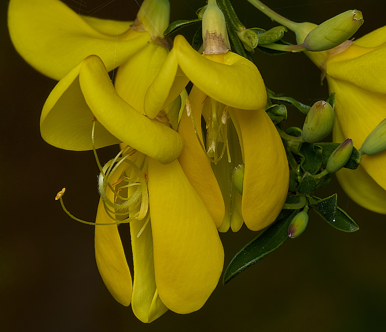 KellingHeathBroom270426-1